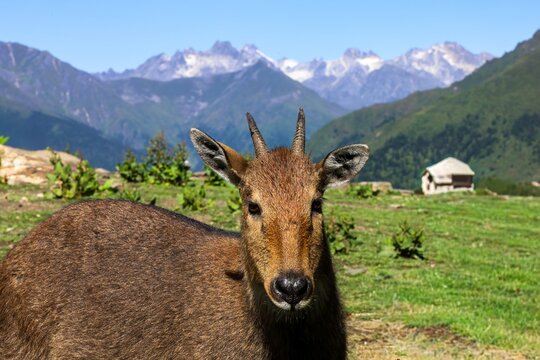 Himalayan serow grazing near Kadruk Monastery with snow-capped peaks in Lhozhag County, Lhoka (Shannan), Tibet.