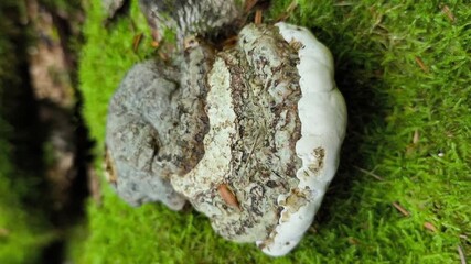 Artist’s conk mushroom (Ganoderma applanatum) growth on mosscovered log: slow natural timelapse of fungi and woodland environment