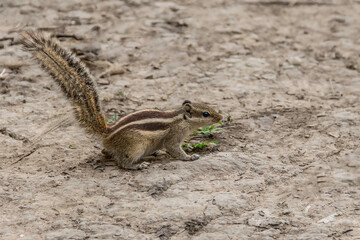 Small striped squirrel foraging for food on a textured ground surface