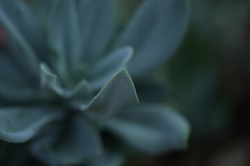 succulent plant leaves with soft natural light. Green rosette pattern, macro photography. Minimal botanical background, natural texture, eco concept.