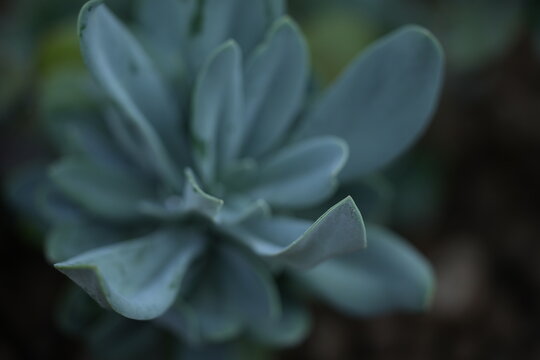 succulent plant leaves with soft natural light. Green rosette pattern, macro photography. Minimal botanical background, natural texture, eco concept.