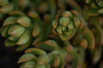 green succulent plant with soft natural light &mdash; symbol of balance, growth, and sustainability. Ideal image for eco brands, interior design studios, hotels, caf&eacute;s, wellness and skincare companies. Perf