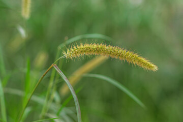 Close up of a yellow foxtail grass seed head with soft green blurred background