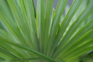 Fototapeta premium green palm leaves with blurred hotel resort background – tropical foliage macro photography, summer vacation concept with exotic plant detail and defocused outdoor poolside in holiday destination