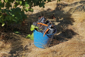 A Bucket Full of Harvested Grapes