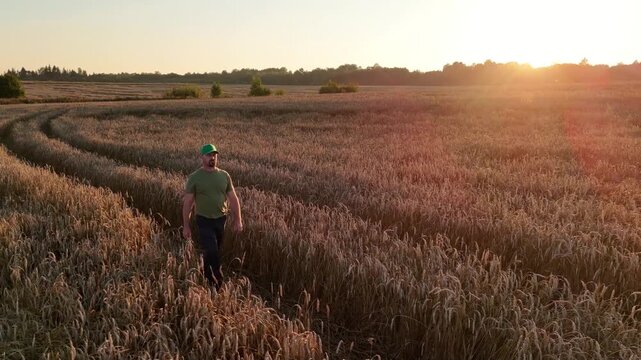 An adult man walks through a field of ripe wheat at the golden hour, checking the harvest and the condition of the ears
