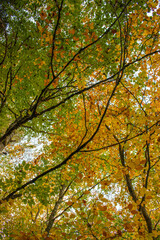 Arboles otoñales, Valdivia, Chile
