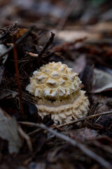 Early stages Amanita muscaria, Chile