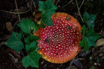 Amanita muscaria in the forest, Valdivia, Chile