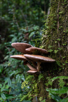 mushrooms on a tree, Chile