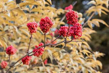 Clusters of small red berries growing on the branches of a shrub with yellow leaves in the fall...