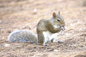 squirrel in the park