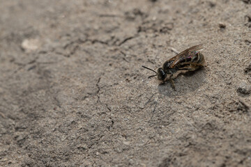 Close-Up of Bee on Dry Ground