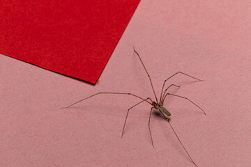 Cellar spider (Pholcus phalangioides) close-up macro on gray background, long-legged arachnid insect