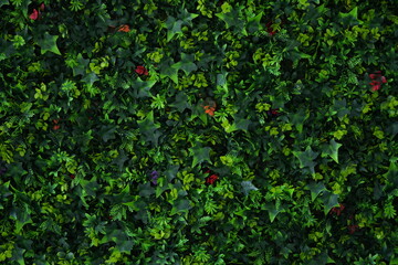 Artificial green wall made of fake ivy leaves. Decorative lush greenery used for outdoor or...