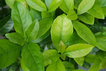 fresh green leaves with visible veins. Natural vibrant foliage in spring or summer. Ideal for botanical backgrounds, eco-friendly themes, or design textures