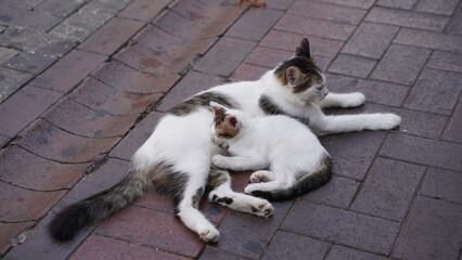 Fototapeta premium Kot na ulicy w Turcji