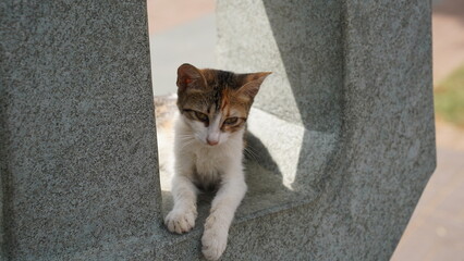 Kot pozujący na ulicy w Turcji