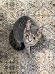 Curious Gray Cat on Patterned Tile Floor