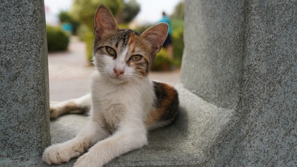 Kot pozujący na ulicy w Turcji