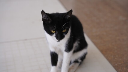 Kot pozujący na ulicy w Turcji