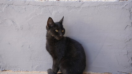 Kot pozujący na ulicy w Turcji