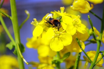 菜の花と蜜蜂