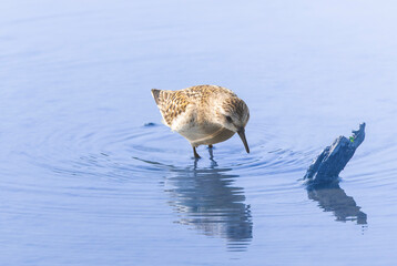レンコン畑で餌を探すウズラシギ