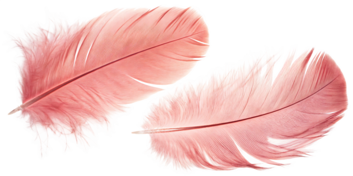 Two soft pink feathers on a white background isolated on a transparent background