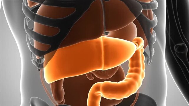 3D Medical Illustration of the Pancreas and Surrounding Organs. 