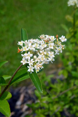 Flowers atSpringfields Festival Gardens, Spalding, Lincolnshire, Great Britain