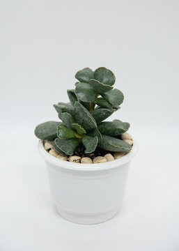 Adromischus cooperi, succulent plant growing in a small white pot. Tree-like shape, thick foliage with wavy ends, brown blotches.