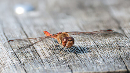 British dragonfly. Common darter, red coloured male.