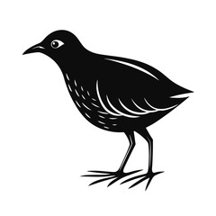 Bold silhouette of a crake bird standing quietly
