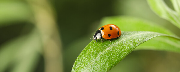 Green plant with cute small ladybug on blurred background outdoors, closeup