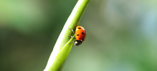 Green plant with cute small ladybug on blurred background outdoors, closeup