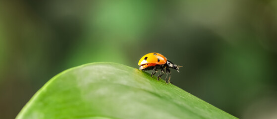 Green leaf with cute small ladybug on blurred background outdoors, closeup
