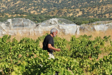 Among the Vines at Harvest