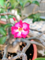 Adenium Obesum in Pot Close Up Tropical Bloom