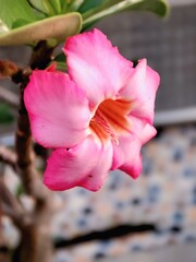 Adenium Obesum in Pot Close Up Tropical Bloom