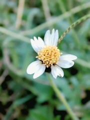 Adenium Obesum in Pot Close Up Tropical Bloom