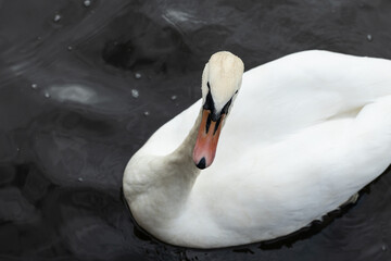 Elegant white swan gracefully gliding on dark water surface, showcasing its beautiful feathers and serene demeanor, embodying tranquility and natural beauty in a peaceful environment
