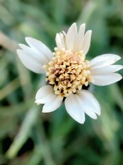 Adenium Obesum in Pot Close Up Tropical Bloom