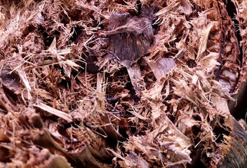 A macro shot revealing the natural, dried texture of a cut banana stem core attached to its trunk, perfect for a rustic and organic background.