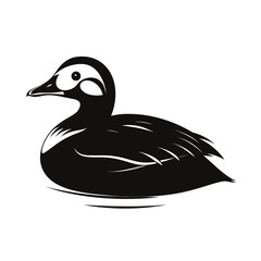 Bold silhouette of a king eider duck swimming calmly