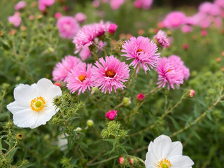 Beautiful blooming pink Aster flowers in summer autumn garden close up, floral wallpaper background with pink Aster novae-angliae