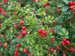 Obraz premium Red fruits of rosa rugosa rose hip in summer autumn garden close up