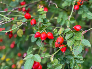 Red fruits of rosa rugosa rose hip in summer autumn garden close up