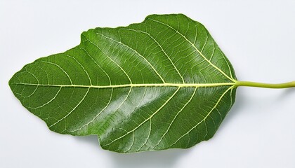 Obraz premium Fig Leaf Is On The White Background