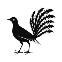 Bold silhouette of a lyrebird displaying its tail feathers